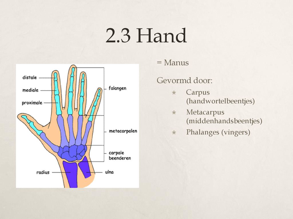 2.3 Hand = Manus Gevormd door: Carpus (handwortelbeentjes)