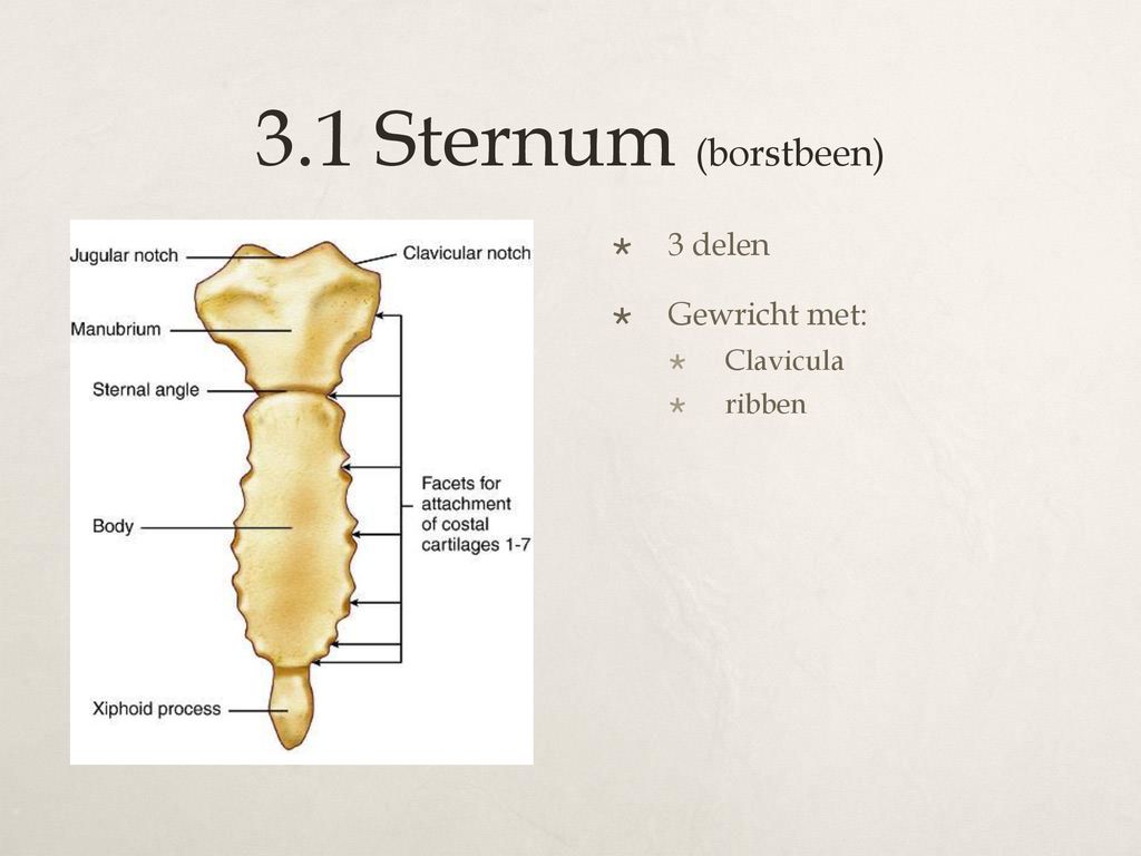 3.1 Sternum (borstbeen) 3 delen Gewricht met: Clavicula ribben