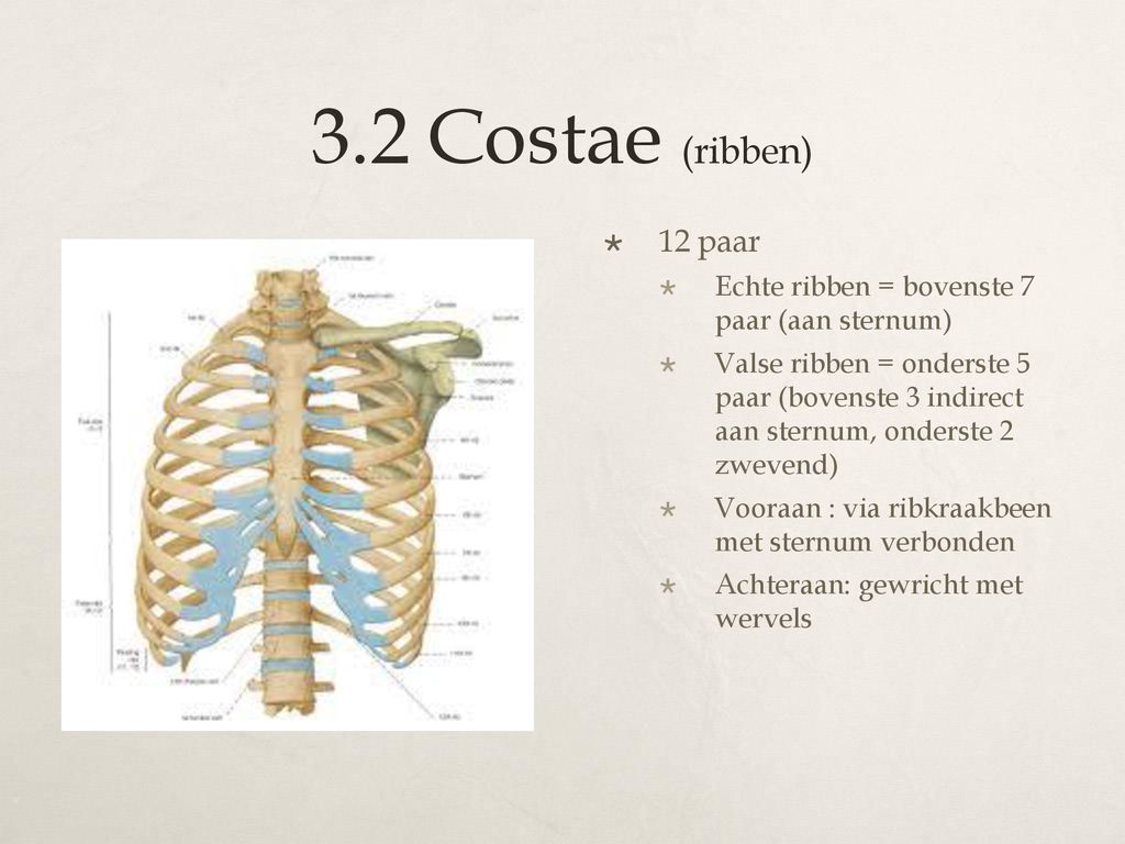3.2 Costae (ribben) 12 paar. Echte ribben = bovenste 7 paar (aan sternum)