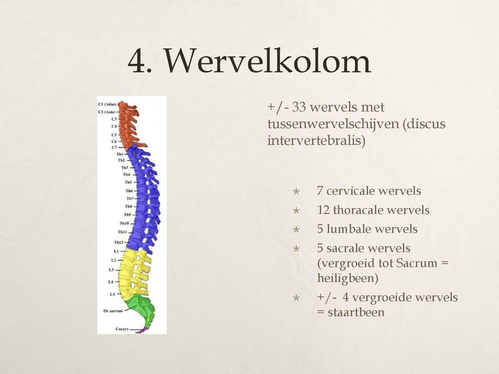 4. Wervelkolom +/- 33 wervels met tussenwervelschijven (discus intervertebralis) 7 cervicale wervels.