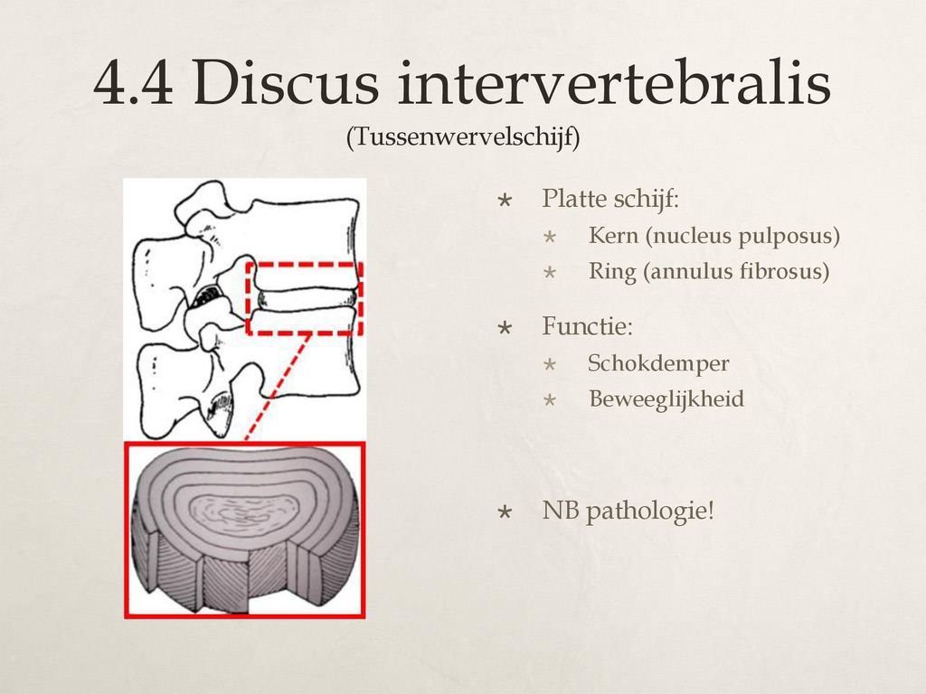 4.4 Discus intervertebralis (Tussenwervelschijf)
