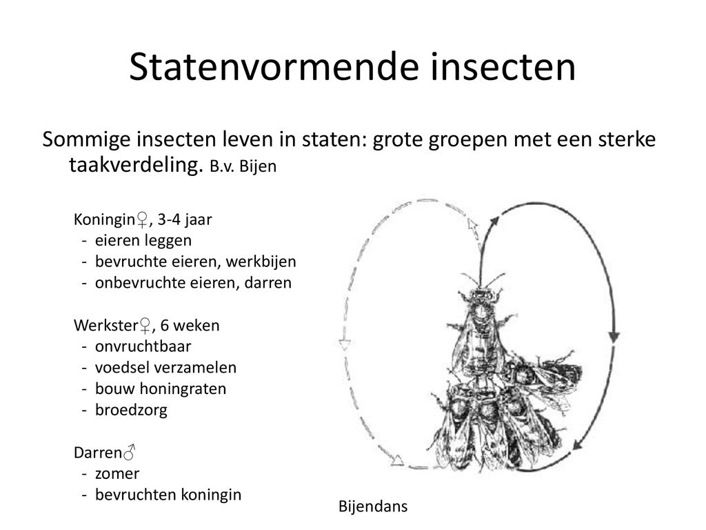 Statenvormende insecten