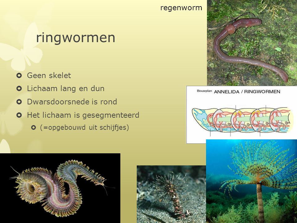 ringwormen regenworm Geen skelet Lichaam lang en dun