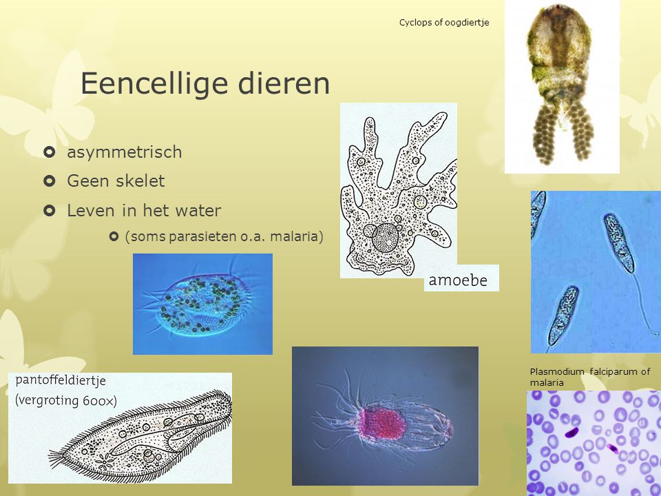 Eencellige dieren asymmetrisch Geen skelet Leven in het water