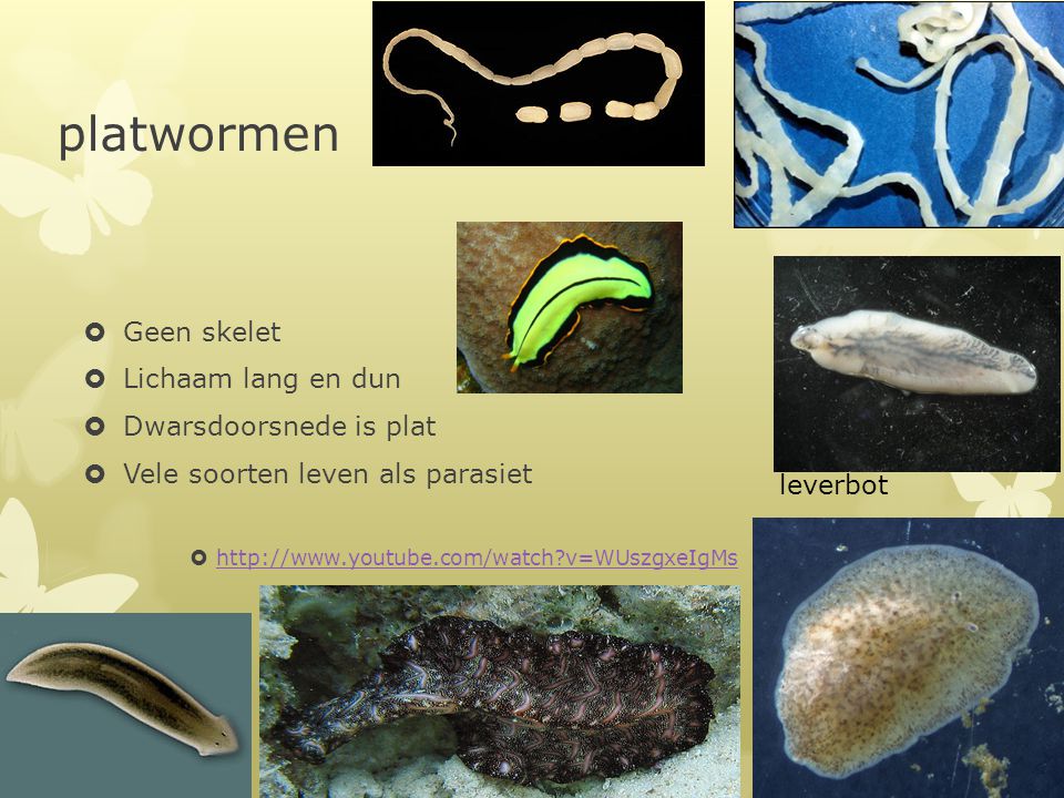 platwormen Geen skelet Lichaam lang en dun Dwarsdoorsnede is plat