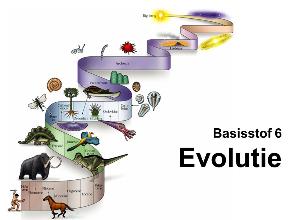 Basisstof 6 Evolutie
