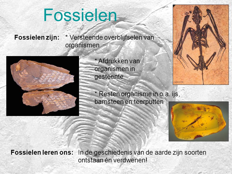 Fossielen Fossielen zijn: * Versteende overblijfselen van organismen
