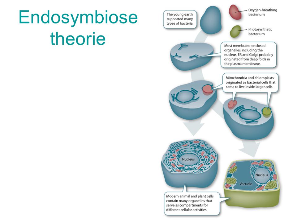 Endosymbiosetheorie