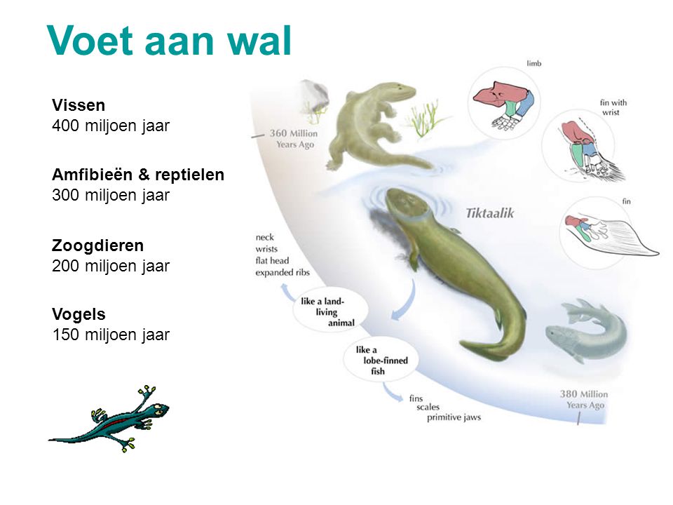Voet aan wal Vissen 400 miljoen jaar Amfibieën & reptielen