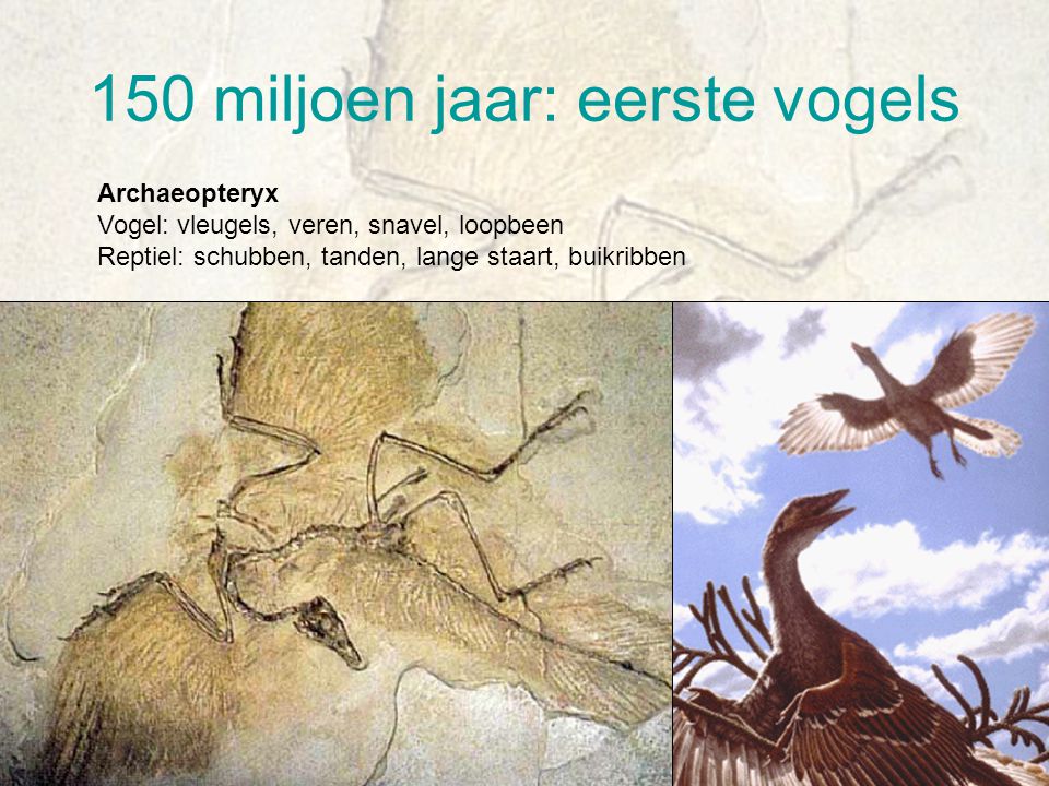150 miljoen jaar: eerste vogels