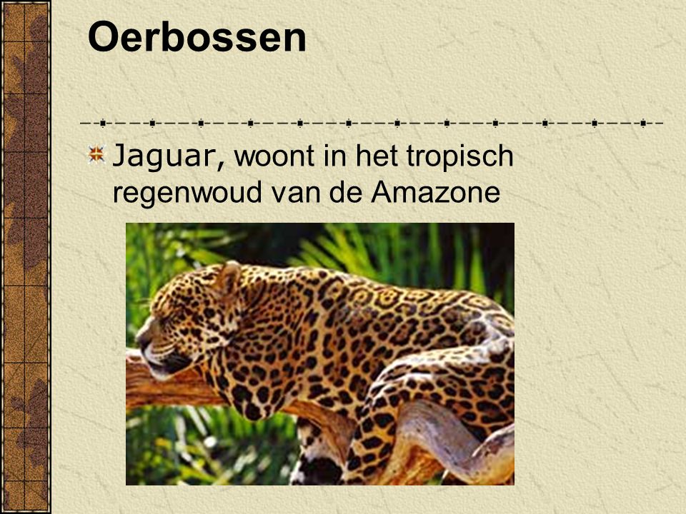 Oerbossen Jaguar, woont in het tropisch regenwoud van de Amazone