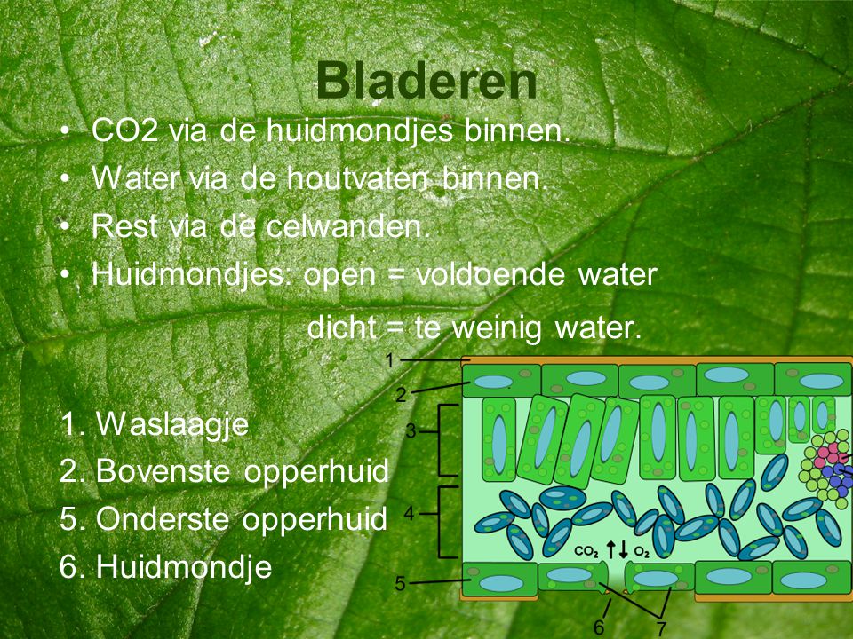 Bladeren CO2 via de huidmondjes binnen. Water via de houtvaten binnen.