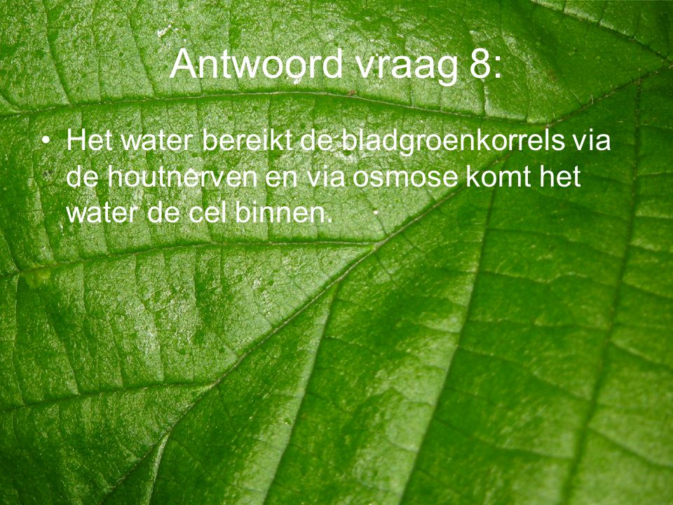 Antwoord vraag 8: Het water bereikt de bladgroenkorrels via de houtnerven en via osmose komt het water de cel binnen.