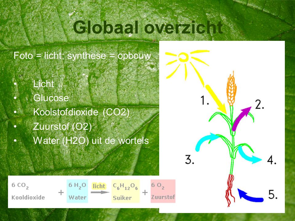 Globaal overzicht Foto = licht; synthese = opbouw Licht Glucose