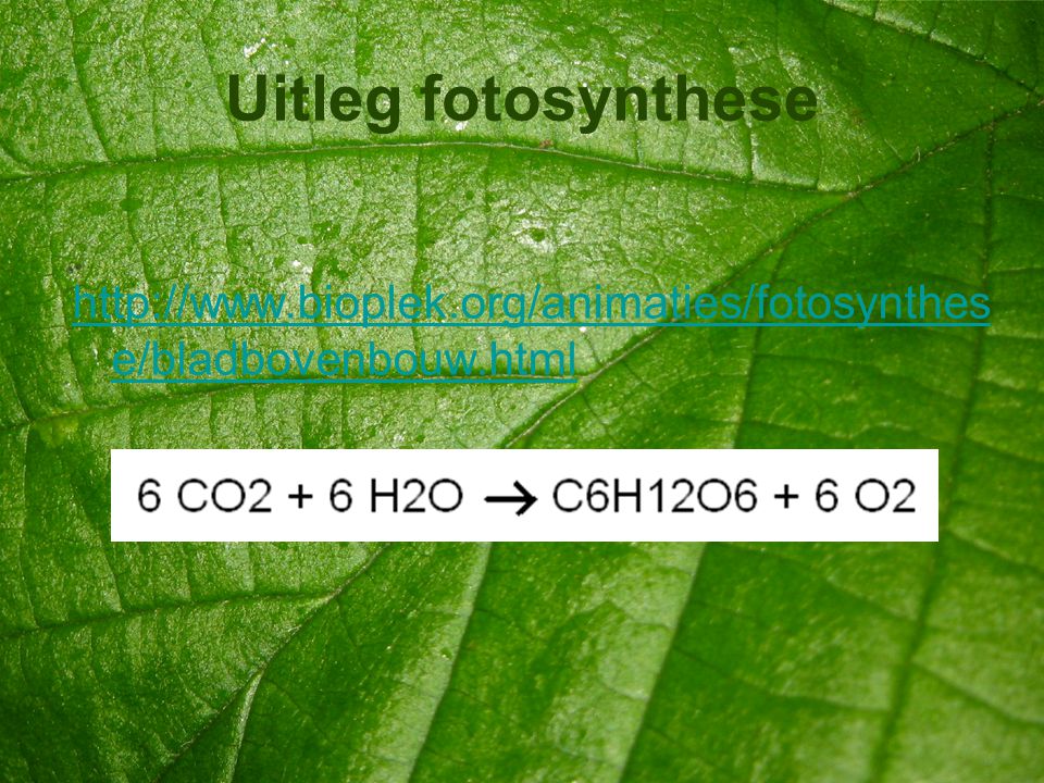 Uitleg fotosynthese
