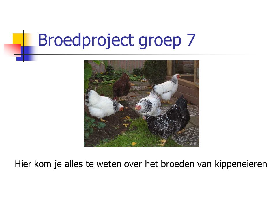 Broedproject groep 7 Hier kom je alles te weten over het broeden van kippeneieren