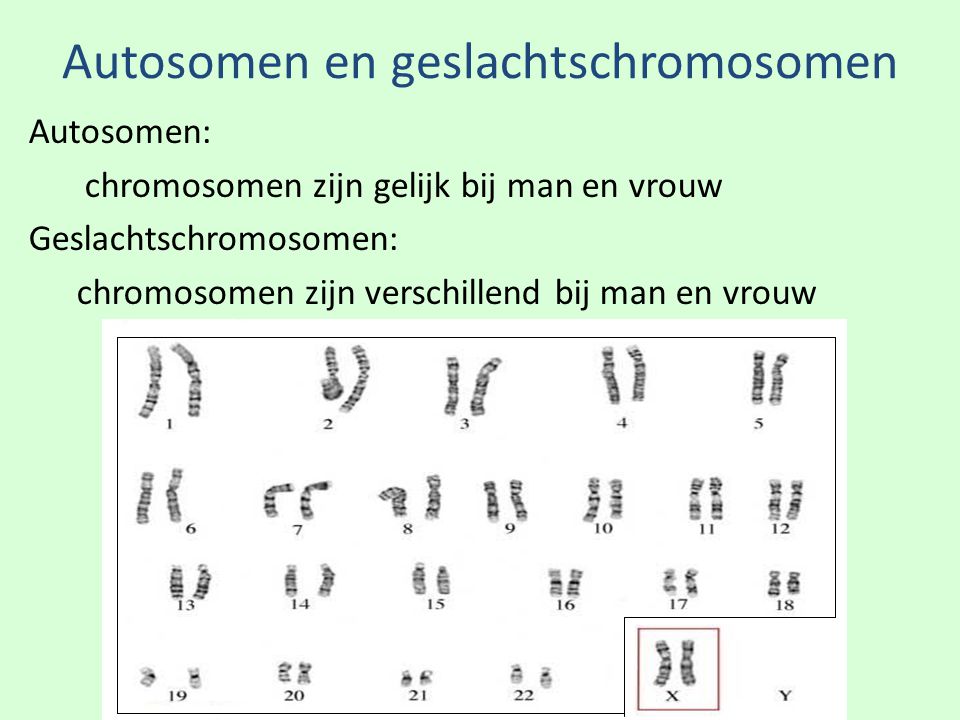 Autosomen en geslachtschromosomen