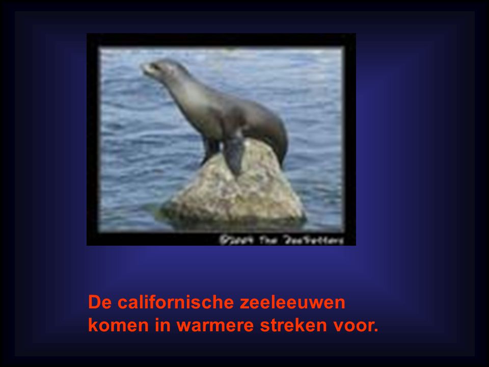 De californische zeeleeuwen komen in warmere streken voor.