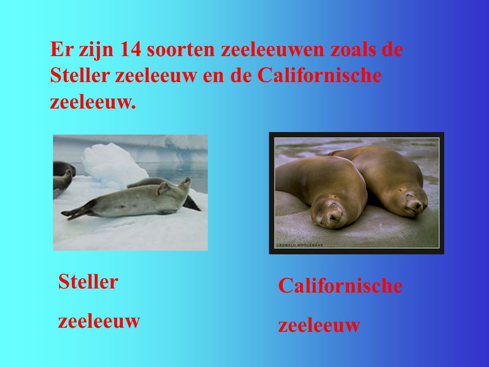 Er zijn 14 soorten zeeleeuwen zoals de Steller zeeleeuw en de Californische zeeleeuw.