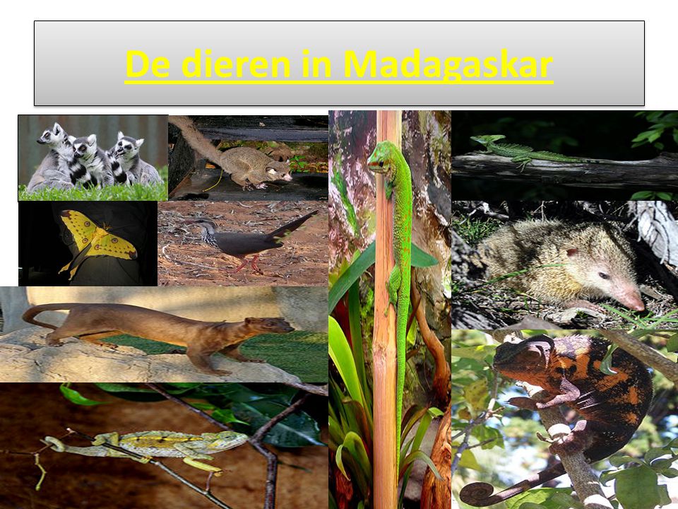 De dieren in Madagaskar