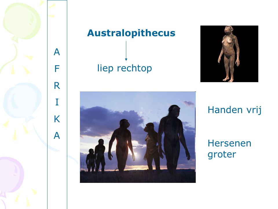 A F R I K Australopithecus liep rechtop Handen vrij Hersenen groter