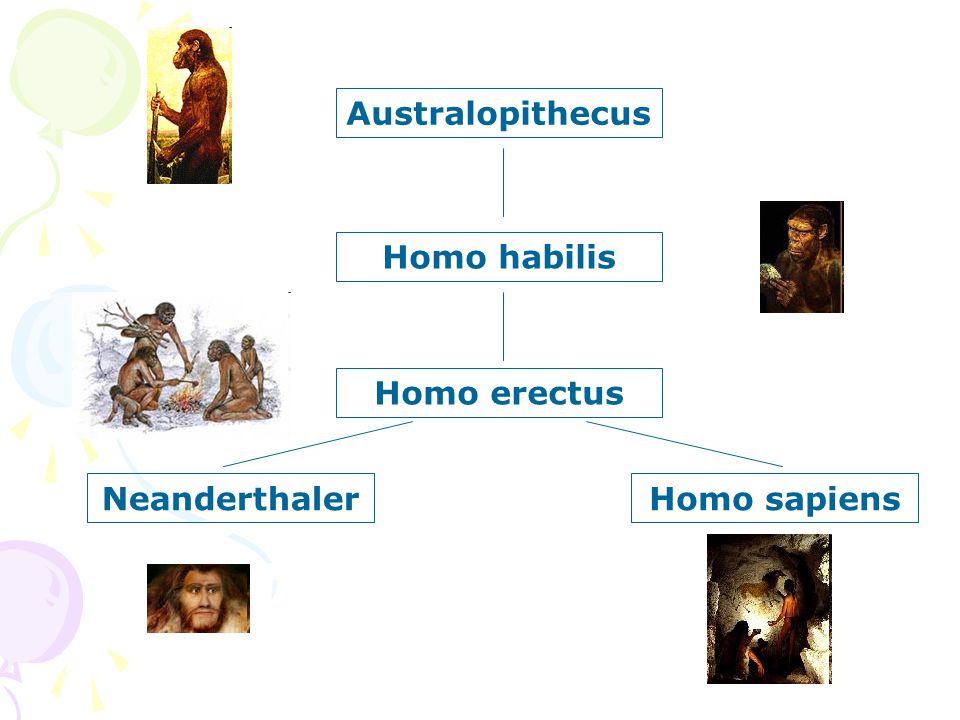 Australopithecus Homo habilis Homo erectus Neanderthaler Homo sapiens