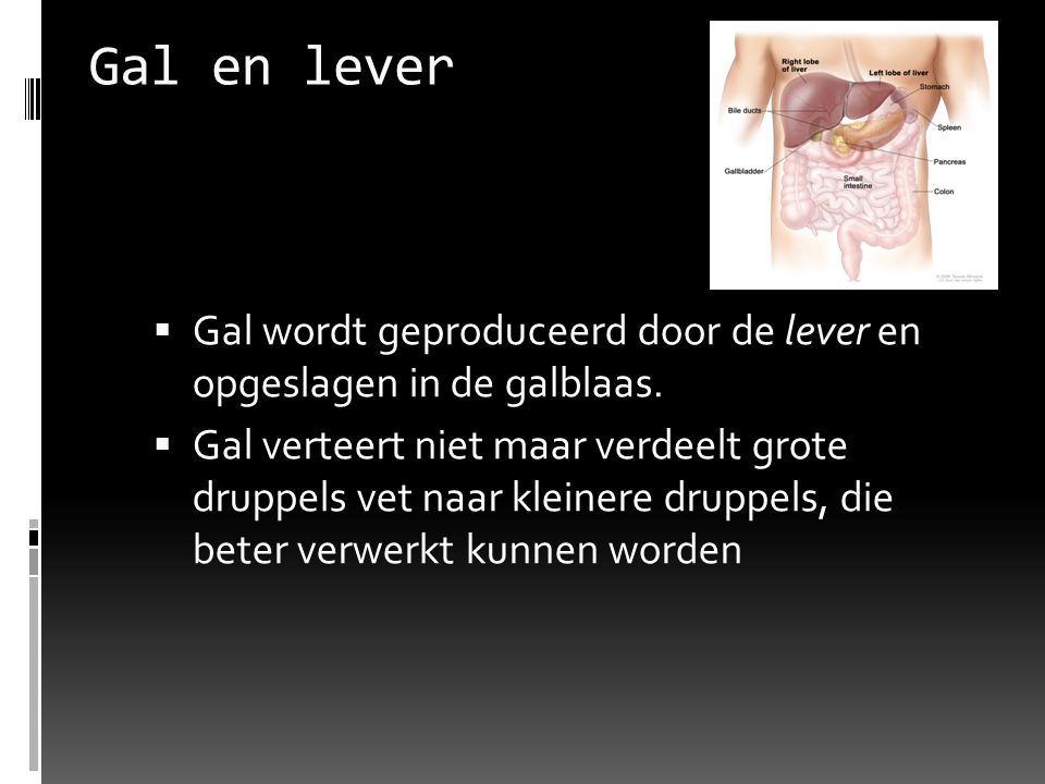 Gal en lever Gal wordt geproduceerd door de lever en opgeslagen in de galblaas.