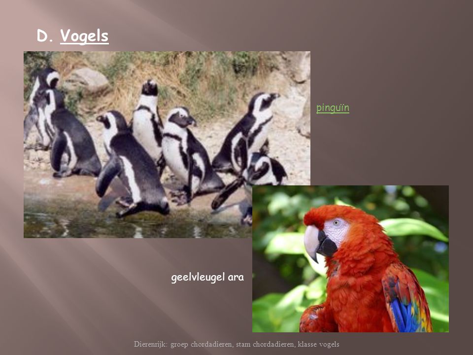 Dierenrijk: groep chordadieren, stam chordadieren, klasse vogels