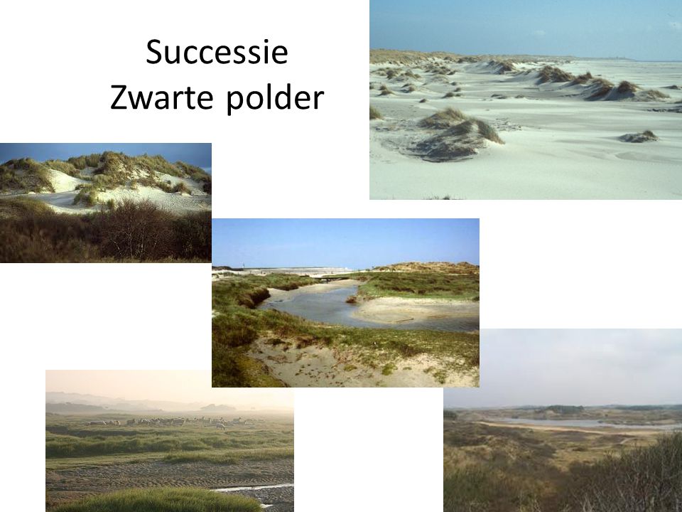 Successie Zwarte polder