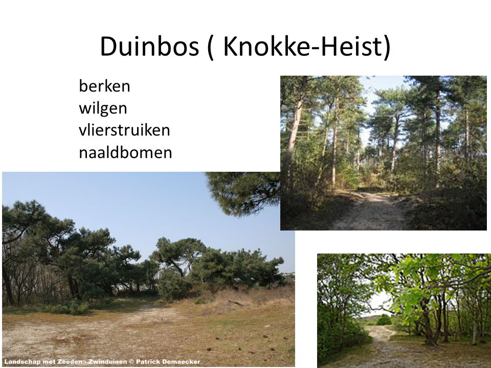 Duinbos ( Knokke-Heist)