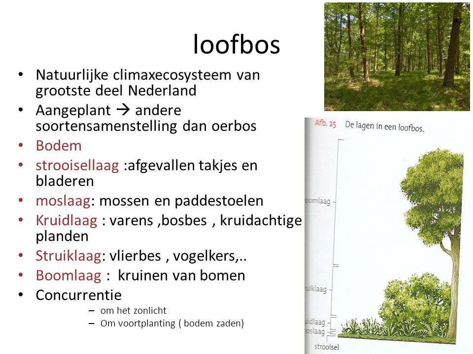 loofbos Natuurlijke climaxecosysteem van grootste deel Nederland