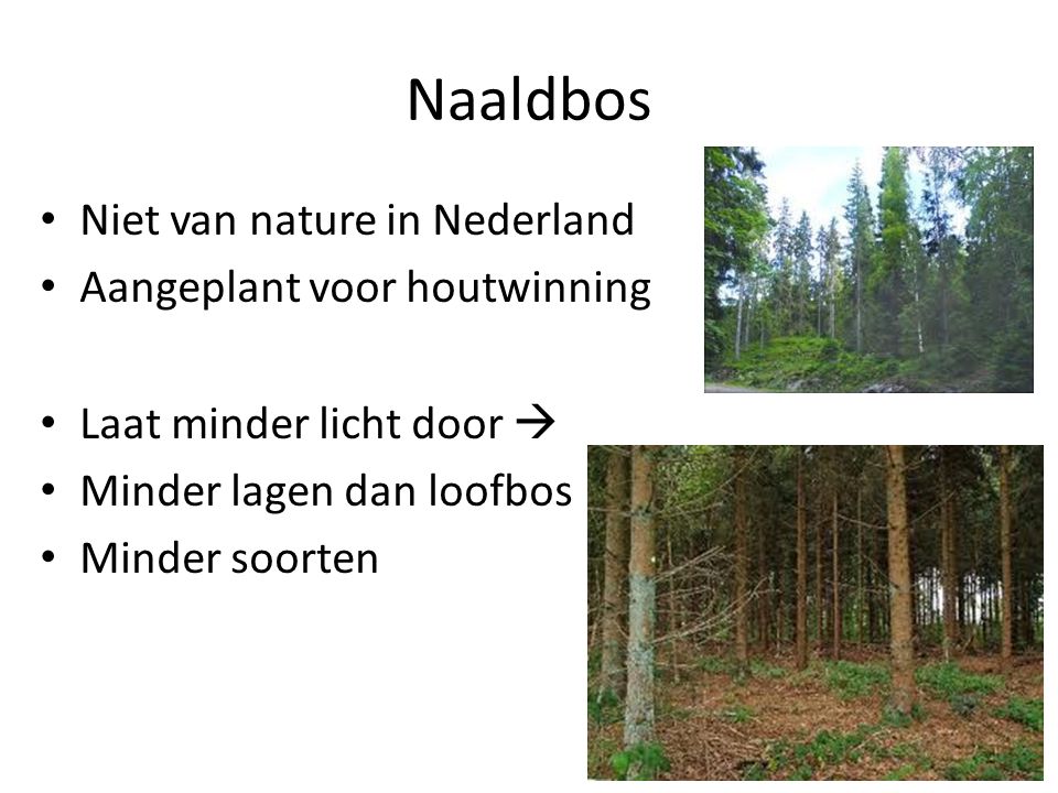 Naaldbos Niet van nature in Nederland Aangeplant voor houtwinning