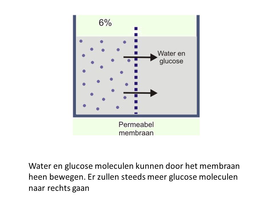 Water en glucose moleculen kunnen door het membraan heen bewegen