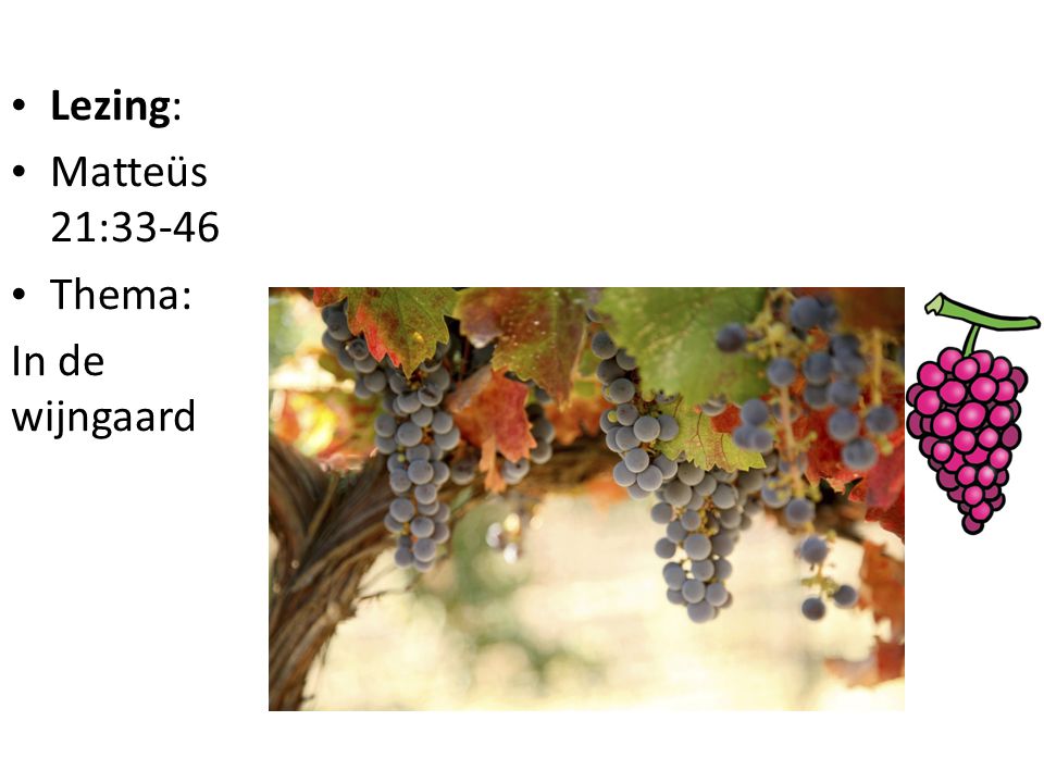 Lezing: Matteüs 21:33-46 Thema: In de wijngaard