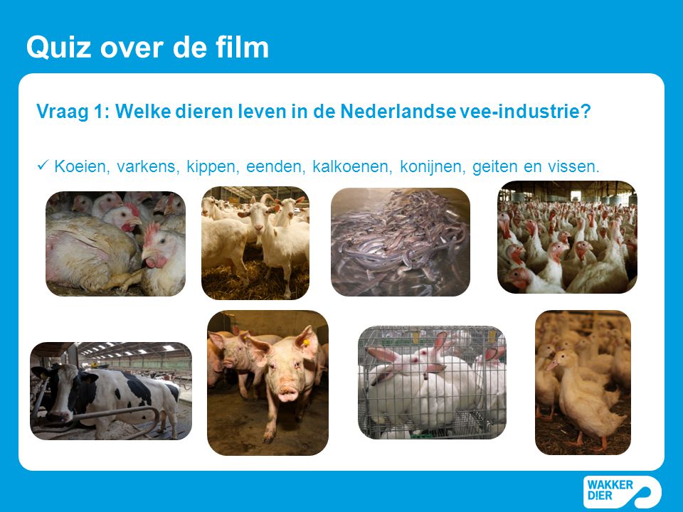 Vraag 1: Welke dieren leven in de Nederlandse vee-industrie