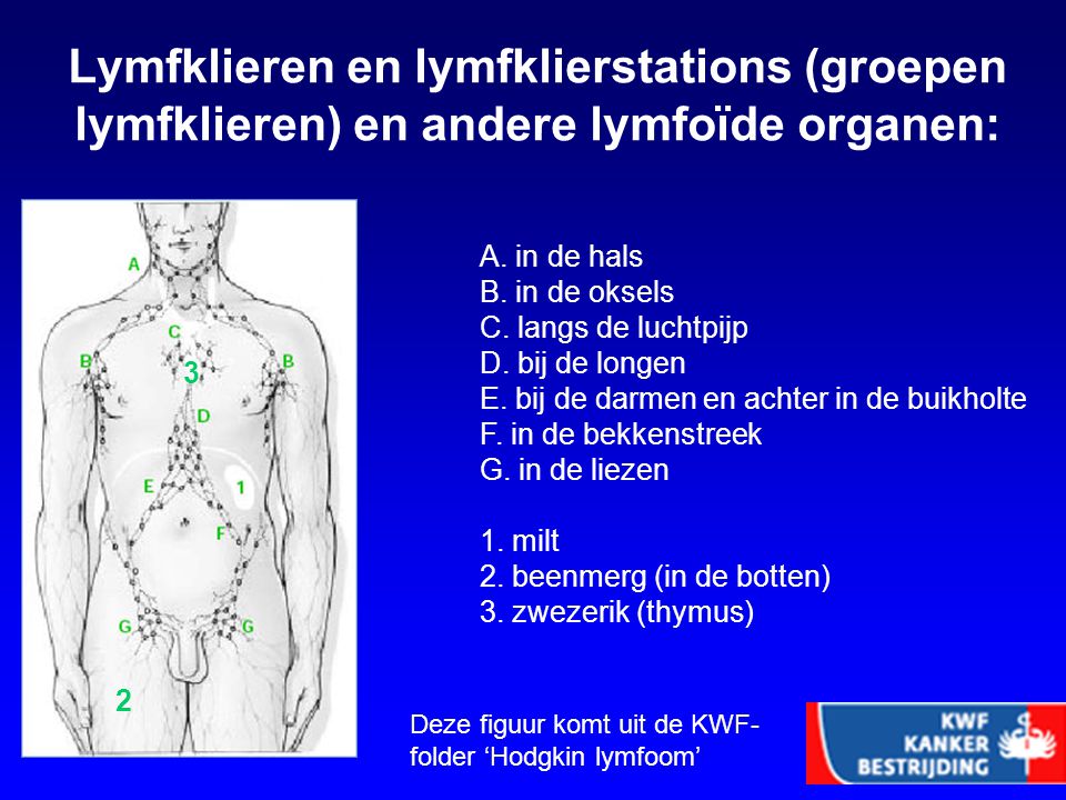 Lymfklieren en lymfklierstations (groepen lymfklieren) en andere lymfoïde organen:
