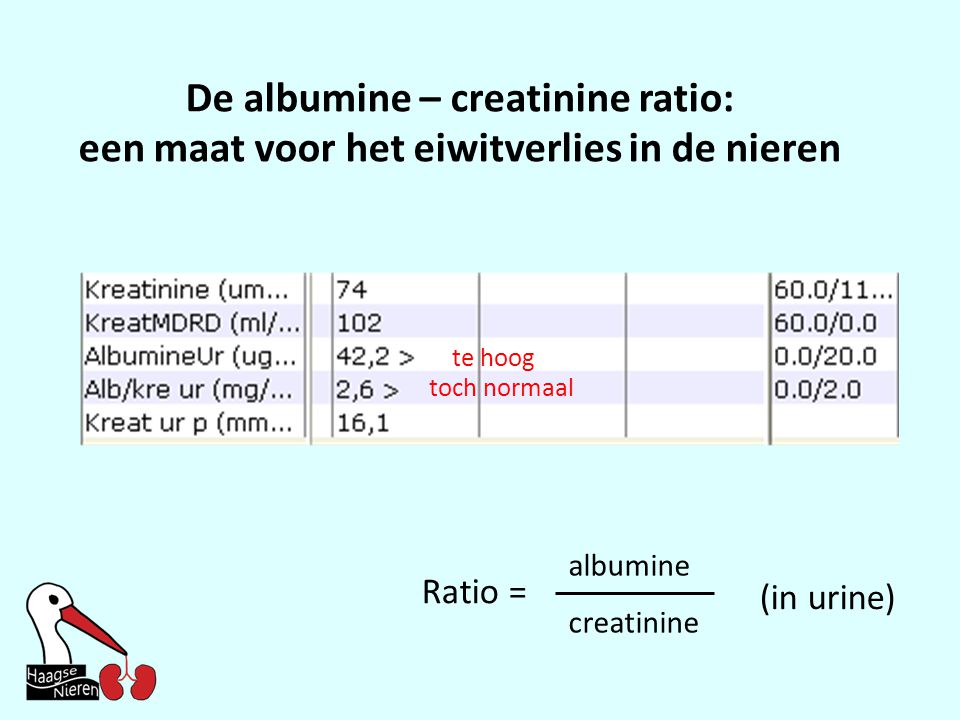 De albumine – creatinine ratio: een maat voor het eiwitverlies in de nieren