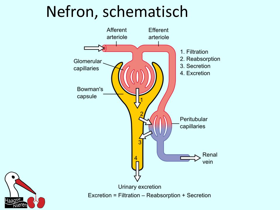 Nefron, schematisch