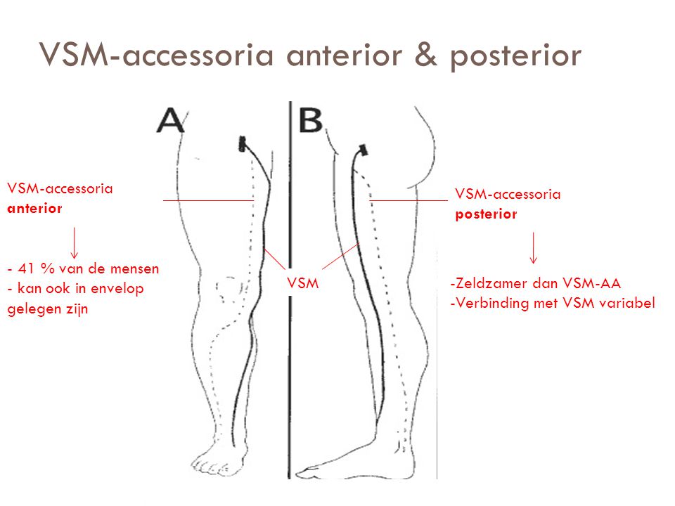 VSM-accessoria anterior & posterior