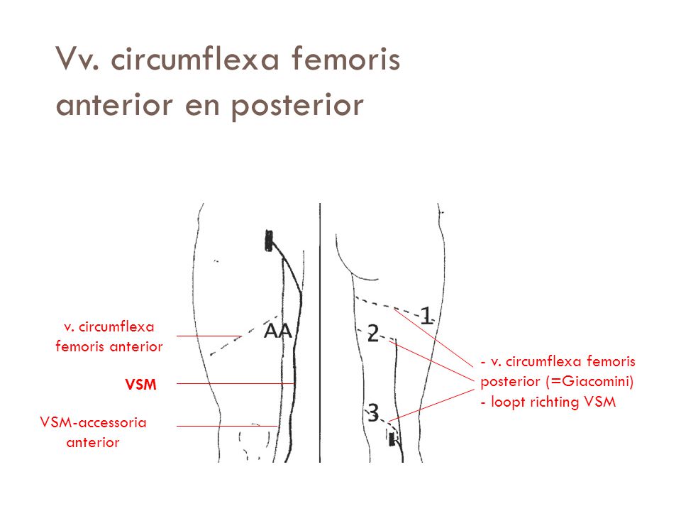 Vv. circumflexa femoris anterior en posterior
