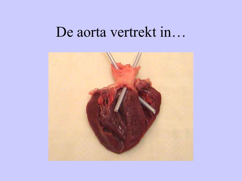 De aorta vertrekt in…