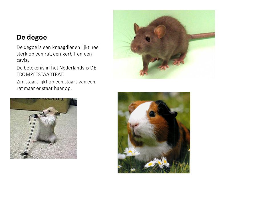 De degoe De degoe is een knaagdier en lijkt heel sterk op een rat, een gerbil en een cavia. De betekenis in het Nederlands is DE TROMPETSTAARTRAT.