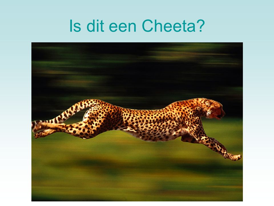 Is dit een Cheeta Even een verhaal tussendoor.