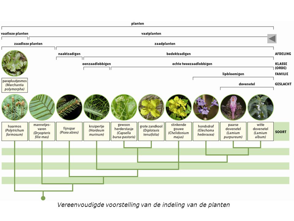 Vereenvoudigde voorstelling van de indeling van de planten
