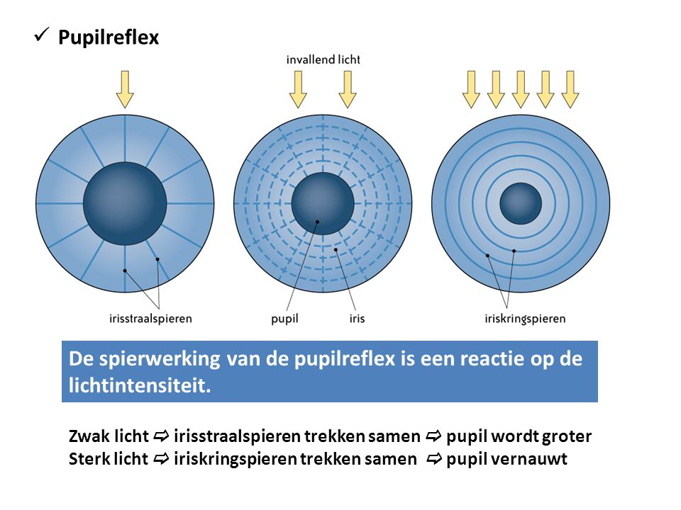 Pupilreflex De spierwerking van de pupilreflex is een reactie op de lichtintensiteit.