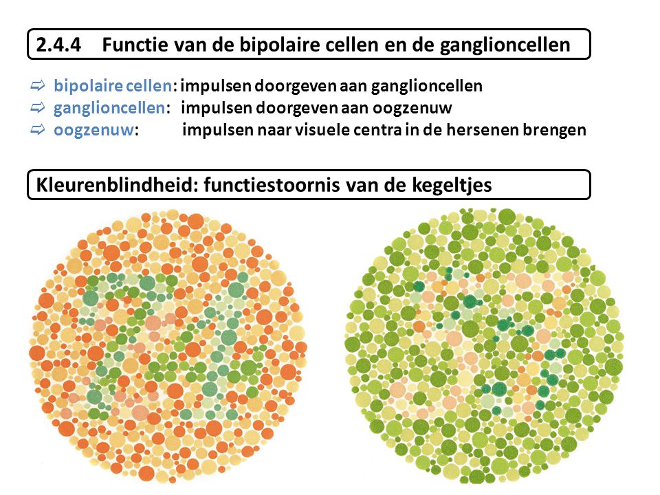 2.4.4 Functie van de bipolaire cellen en de ganglioncellen