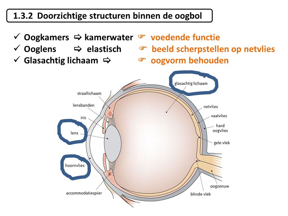 1.3.2 Doorzichtige structuren binnen de oogbol