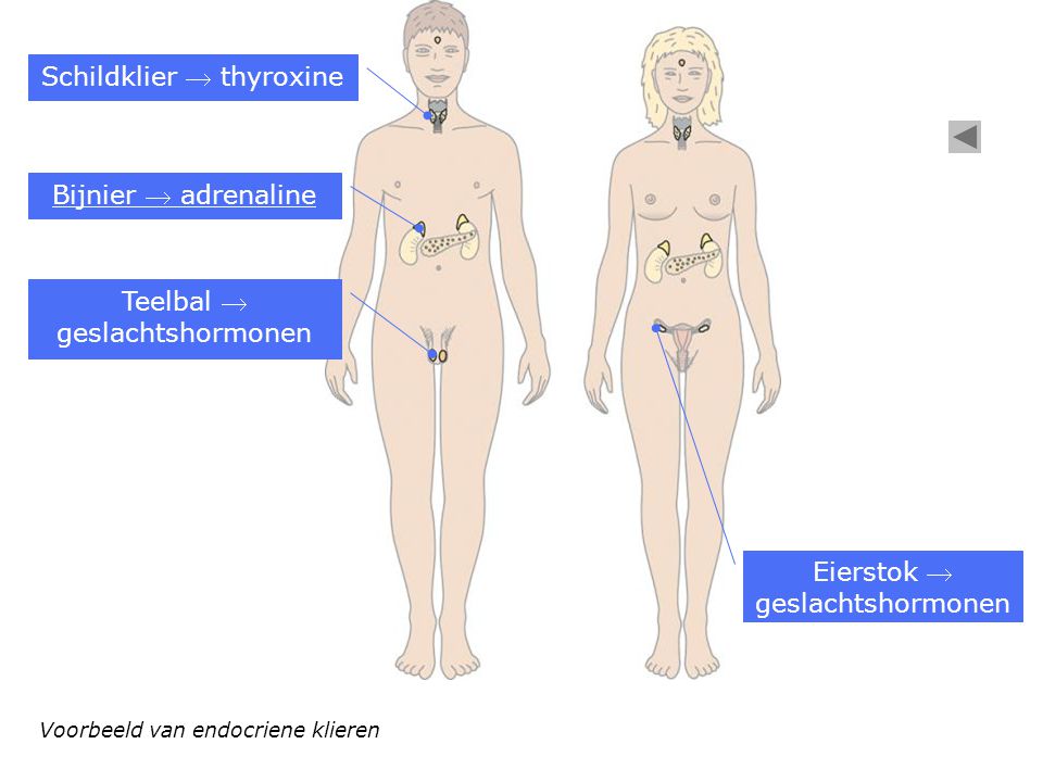 Schildklier  thyroxine