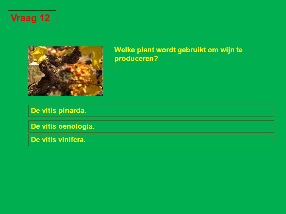 Vraag 12 Welke plant wordt gebruikt om wijn te produceren