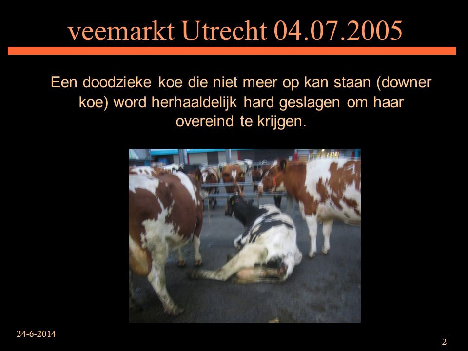 veemarkt Utrecht Een doodzieke koe die niet meer op kan staan (downer koe) word herhaaldelijk hard geslagen om haar overeind te krijgen.